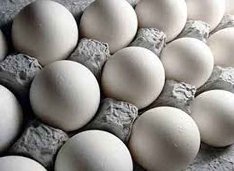 تصویر 4 از خرید و قیمت  تخم مرغ دو زرده + فروش عمده